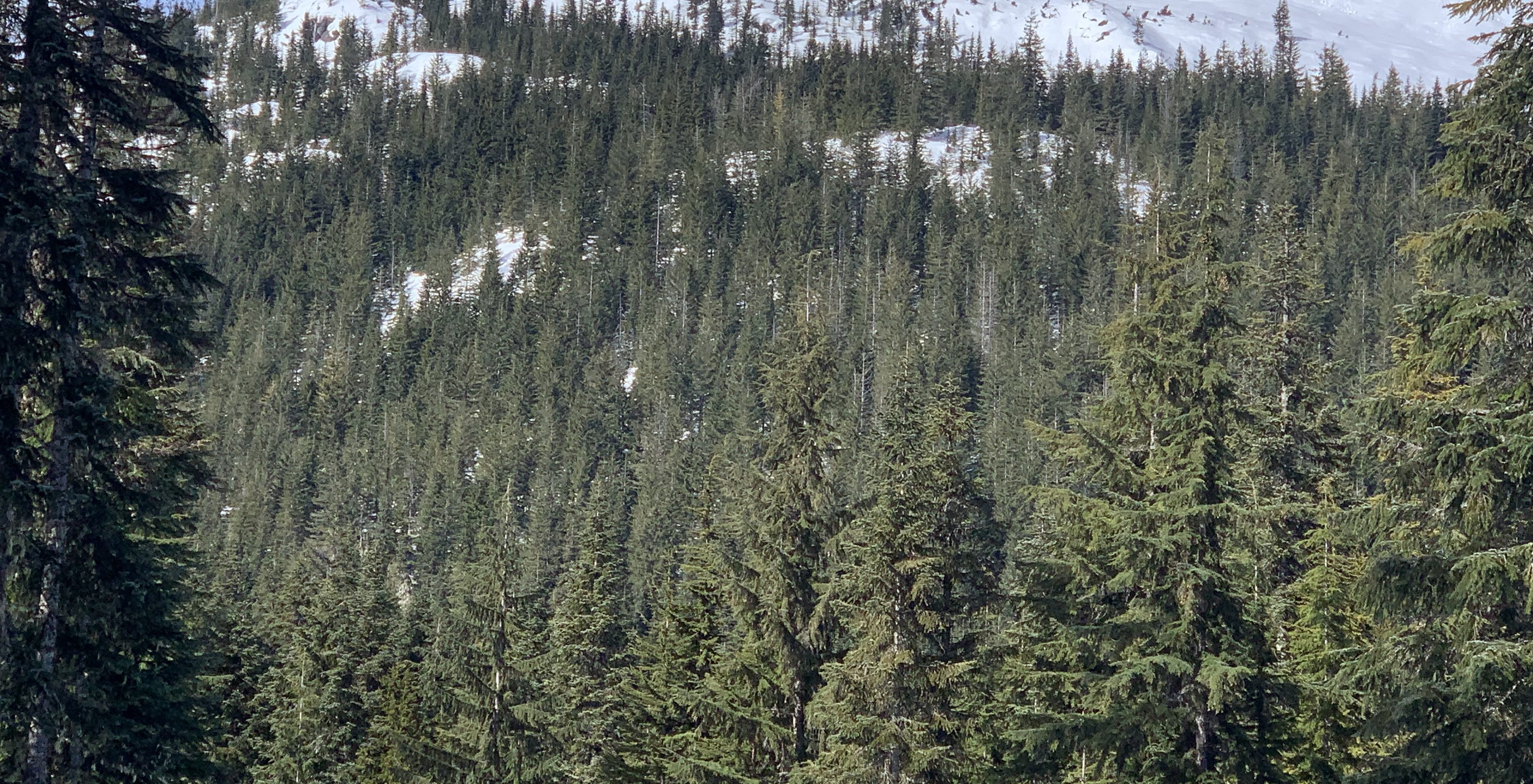 Yodelin Stevens Pass
