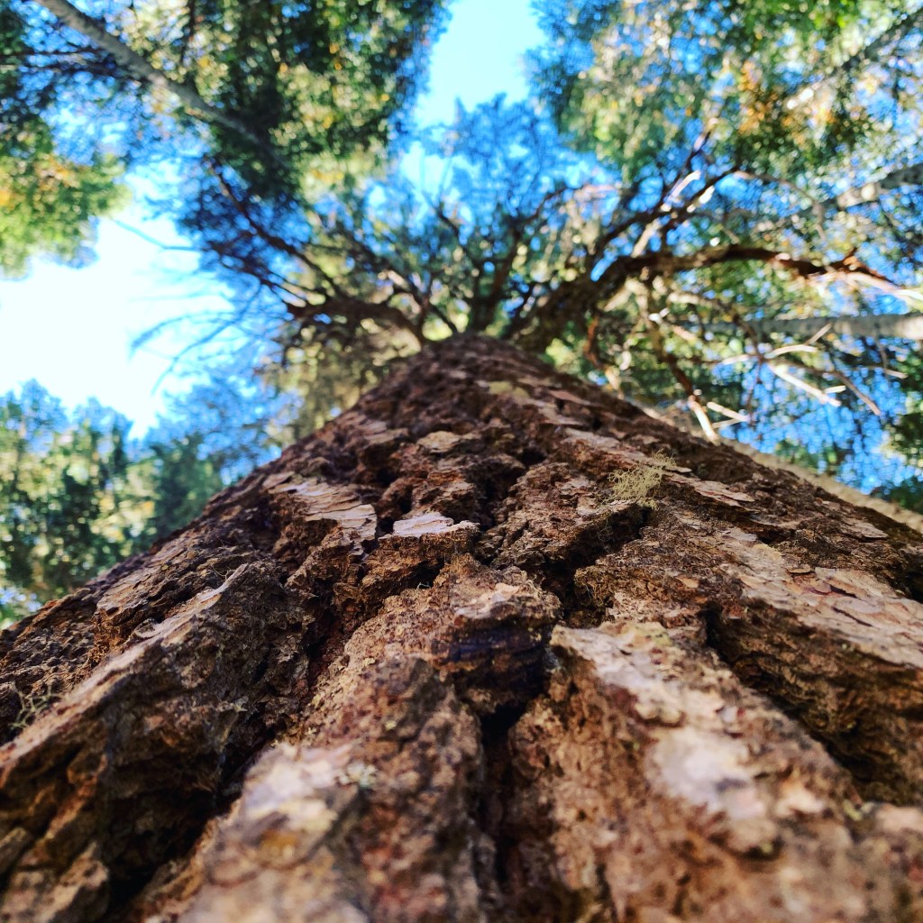 Yodelin Stevens Pass old growth Douglas fir Tree